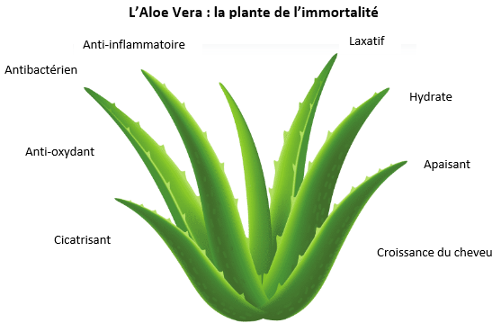 aloe vera, la plante de l'immortalité