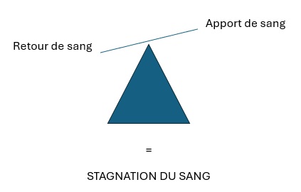retour veineux pyramide