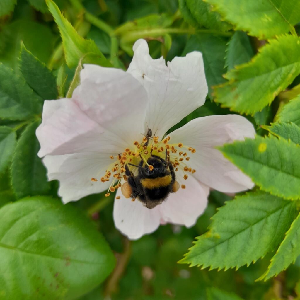 Nos amis les pollinisateurs « à pattes d’œuvre »
