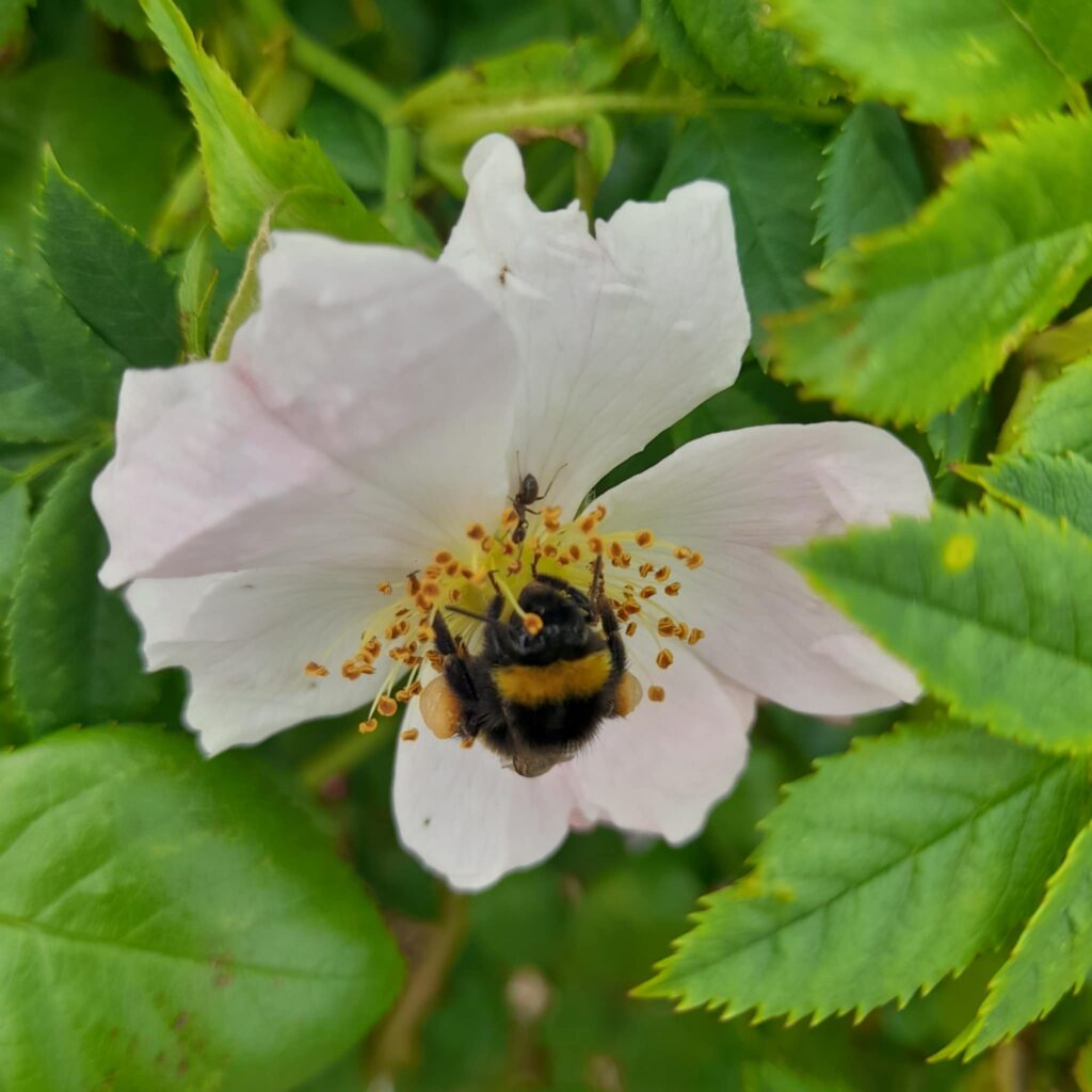 la pollinisation